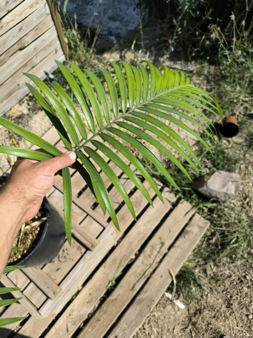 Cycas sp. Laos (espèce non décrite) – Image 4