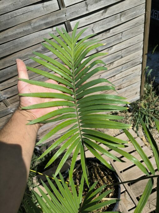 Cycas sp. Laos (espèce non décrite) – Image 7