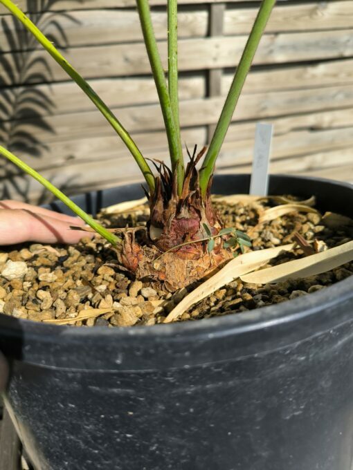 Cycas sp. Laos (espèce non décrite) – Image 5