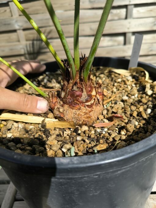 Cycas sp. Laos (espèce non décrite) – Image 6