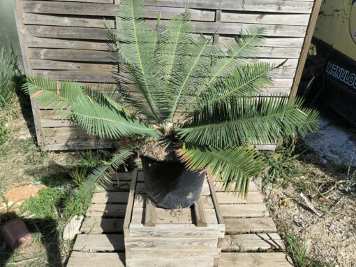 Dioon edule "Dwarf" 10 cm Mâle - Image 2