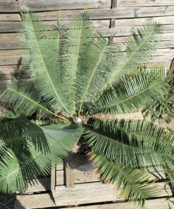 Dioon edule "Dwarf" 10 cm Mâle