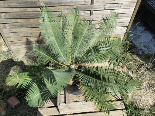 Dioon edule "Dwarf" 10 cm Mâle