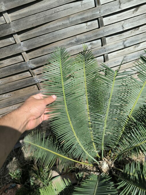 Dioon edule "Dwarf" 10 cm Mâle - Image 4