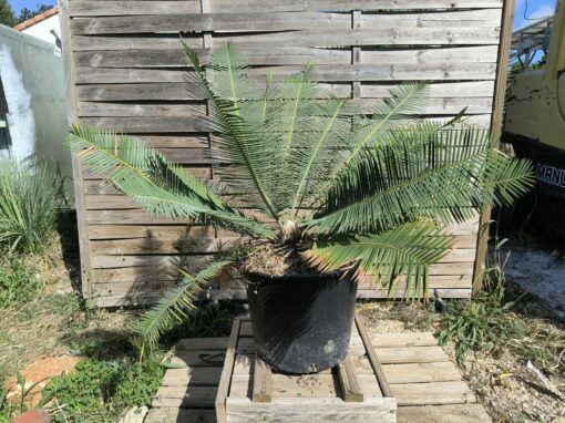 Dioon edule "Dwarf" 10 cm Mâle - Image 5