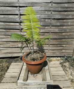 Dioon rzedowskii 5-6cm