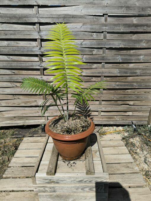 Dioon rzedowskii 5-6cm