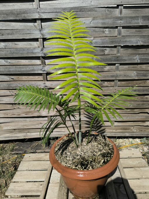 Dioon rzedowskii 5-6cm – Image 2