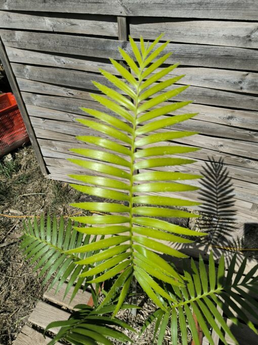 Dioon rzedowskii 5-6cm – Image 6