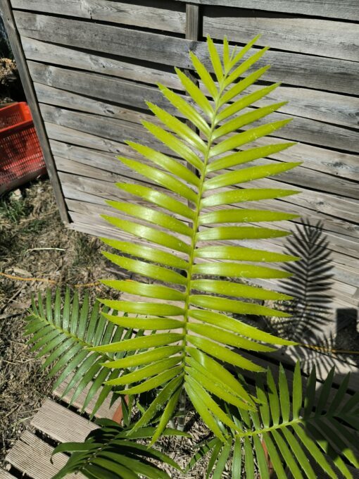 Dioon rzedowskii 5-6cm – Image 4