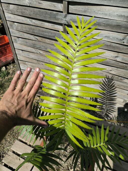 Dioon rzedowskii 5-6cm – Image 3