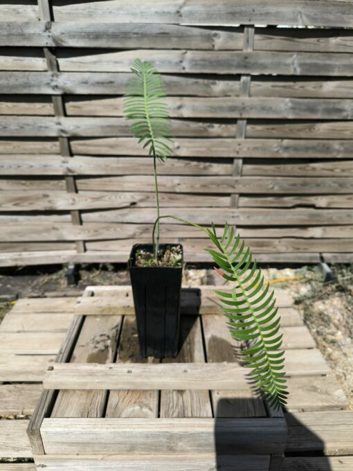 Dioon stevensonii plantule – Image 3