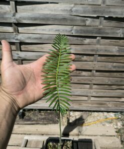 Dioon stevensonii plantule