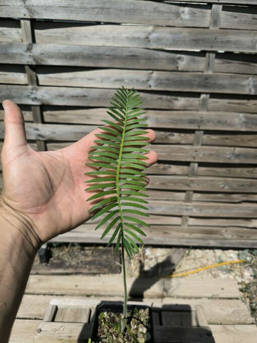 Dioon stevensonii plantule