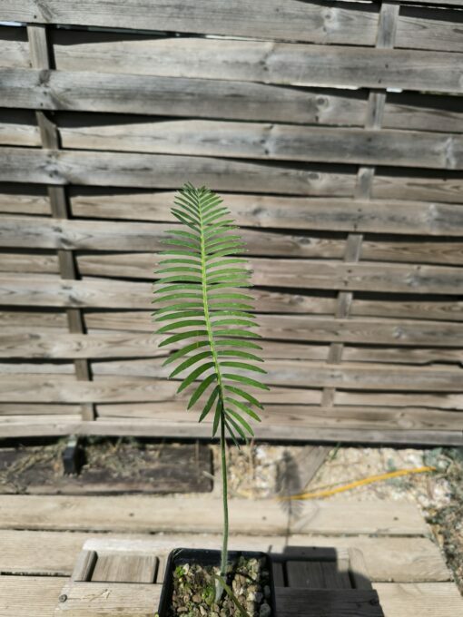 Dioon stevensonii plantule – Image 5