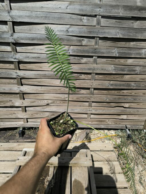 Dioon stevensonii plantule – Image 4