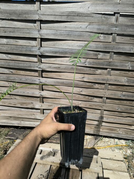 Dioon stevensonii plantule – Image 6
