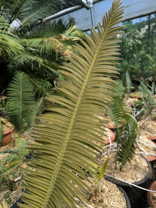 Dioon stevensonii plantule – Image 2