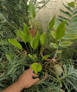 Echinodorus sp. Cuba