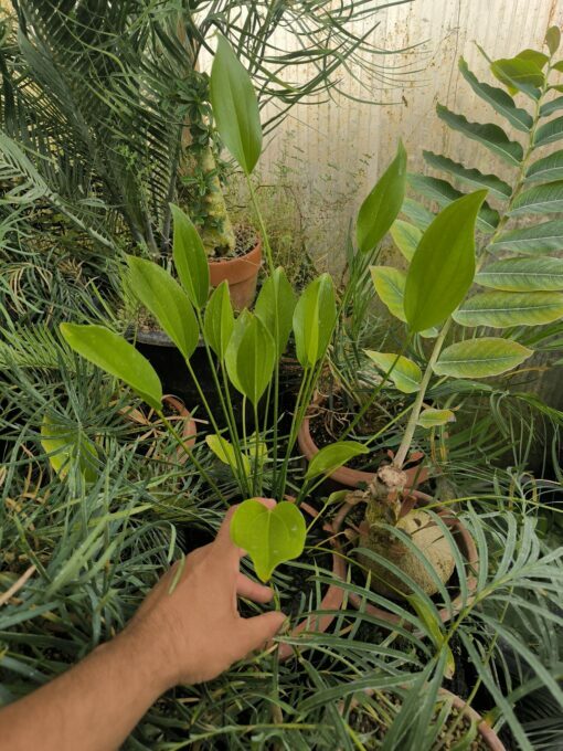 Echinodorus sp. Cuba