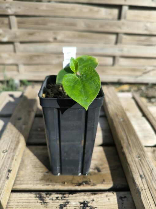 Hayarum mirispathum - Image 3