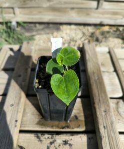 Hayarum mirispathum