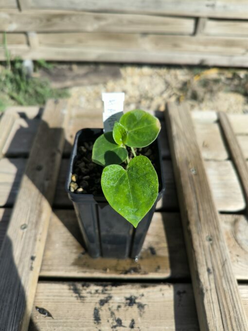 Hayarum mirispathum