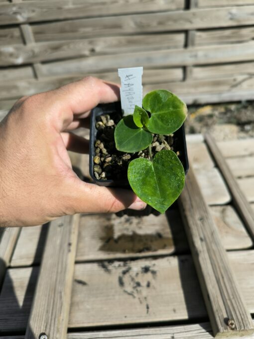 Hayarum mirispathum - Image 4