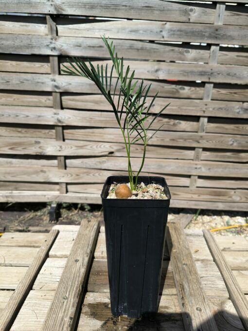 Macrozamia moorei - Image 3