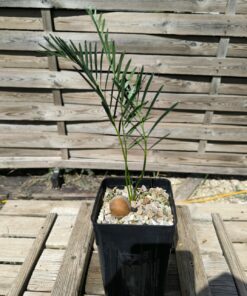 Macrozamia moorei