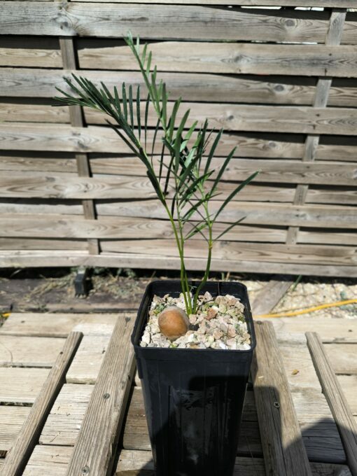 Macrozamia moorei
