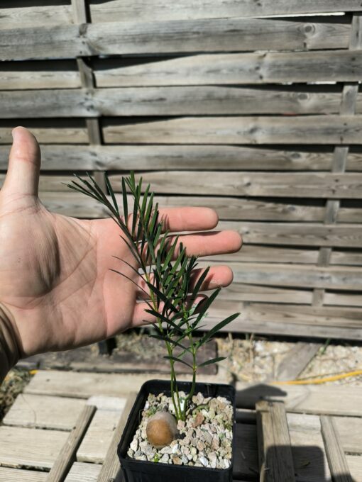 Macrozamia moorei - Image 4