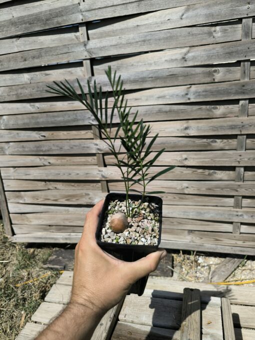 Macrozamia moorei - Image 5