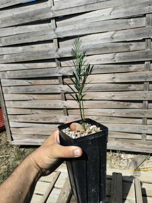 Macrozamia moorei - Image 7