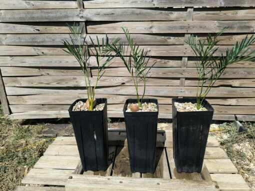 Macrozamia moorei - Image 6