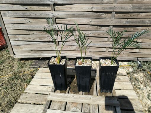 Macrozamia moorei - Image 8