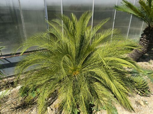 Macrozamia moorei - Image 2