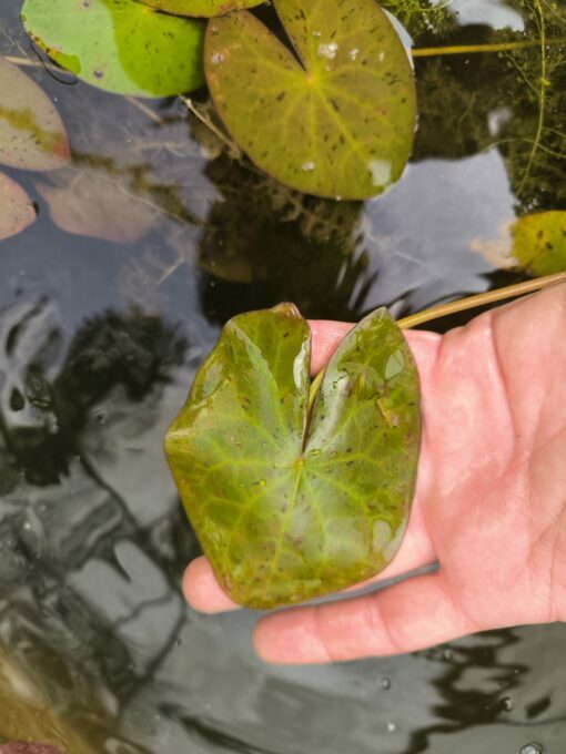Nymphaea jamesoniana - Image 2
