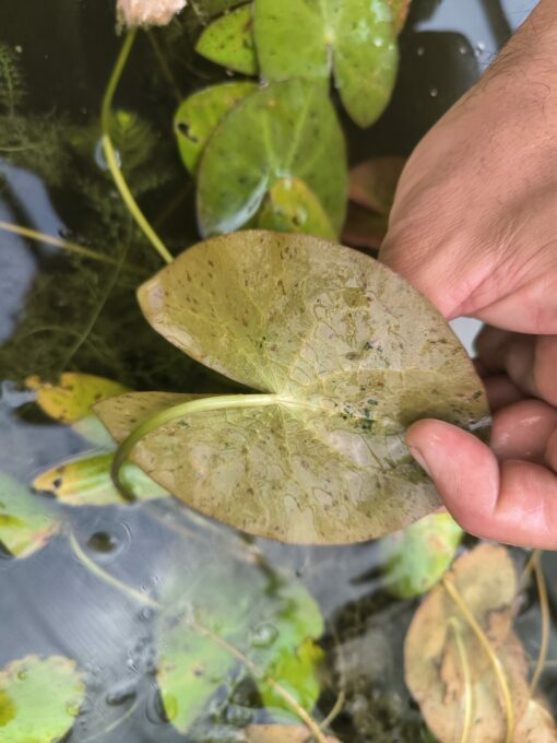 Nymphaea jamesoniana - Image 3