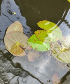 Nymphaea jamesoniana