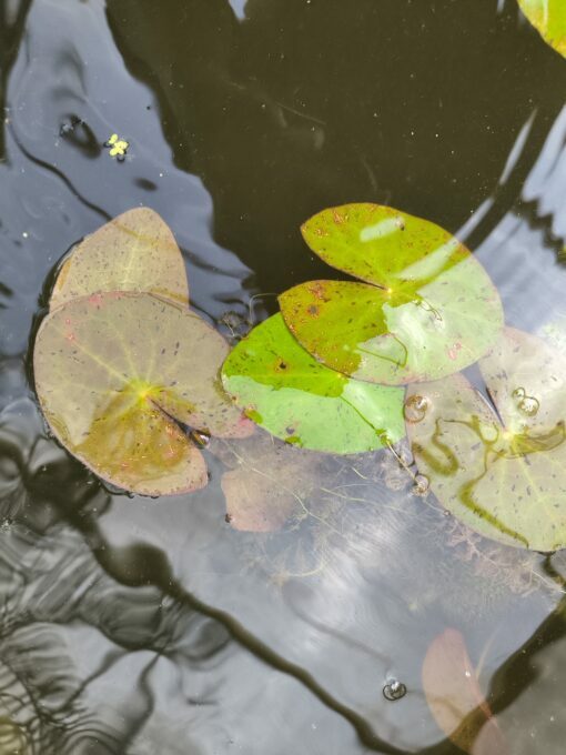 Nymphaea jamesoniana