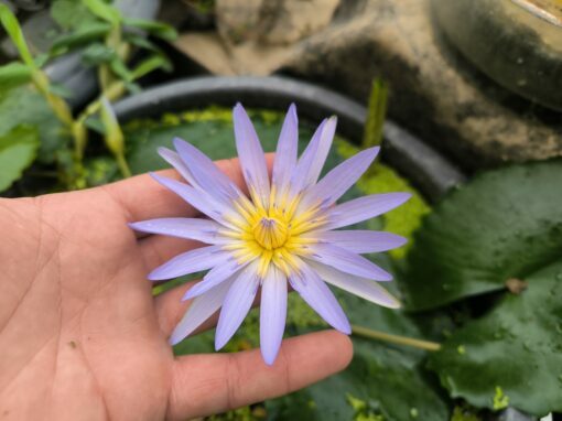 Nymphaea nouchalii "Madagascar"