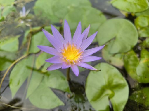 Nymphaea nouchalii "Madagascar" – Image 2