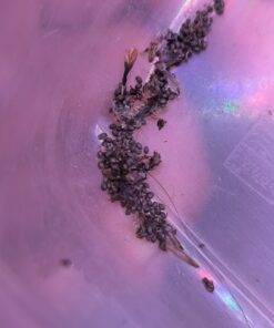 15 SEEDS Nymphaea thermarum + Sowing Kit