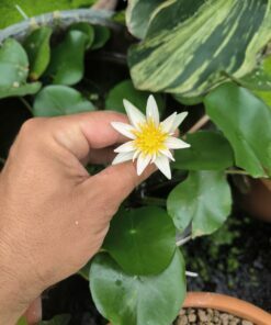 Nymphaea thermarum x dimorpha Hybrid