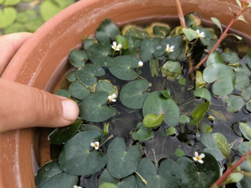 Nymphoides sp. Mini - Image 3