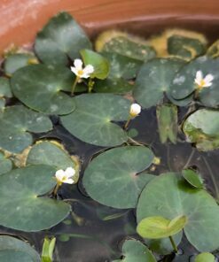 Nymphoides sp. Mini