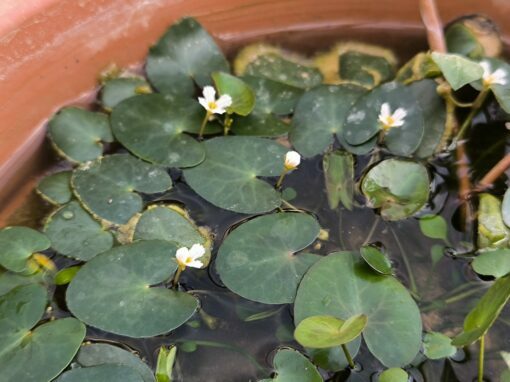 Nymphoides sp. Mini