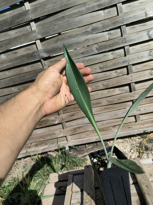 Phaedranassa cinerea – Image 3