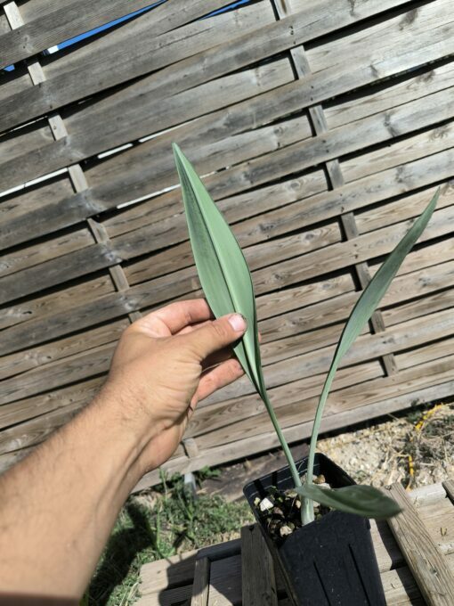 Phaedranassa cinerea – Image 5